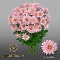 Chrysanth Spray Pastela Pink 70cm 80gr.