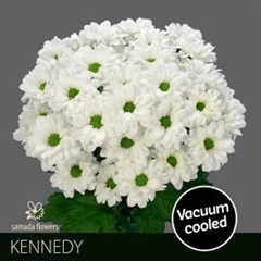 Chrysanth Spray Kennedy 70cm 100gr.