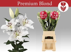 Lily Oriental Premium Blond 105cm 6+
