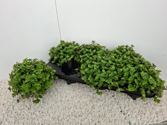 Callisia Repens 12Ø 15cm