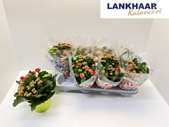 Kalanchoe Double Mix 13Ø 24cm