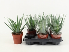 Aloe Arborescens 12Ø 35cm