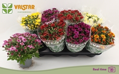 Chrysanth Mix 5 Colours 12Ø 25cm