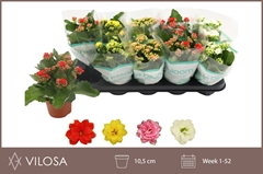 Kalanchoe Double Mix 10Ø 23cm