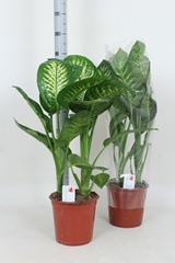 Dieffenbachia Tropic Snow 24Ø 90cm