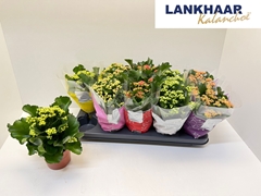 Kalanchoe Double Perfecta Mix 12Ø 25cm