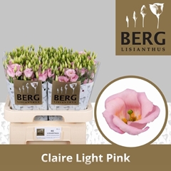 Eustoma Single Claire Light Pink 70cm
