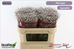 Gypsophila Paniculata Pink Haze 70cm 25gr.