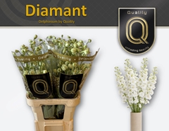 Delphinium Double Diamant 90cm