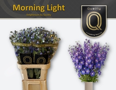 Delphinium Double Delphi's Morninglight 80cm