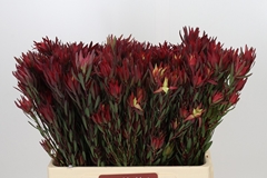 Leucadendron Salignum Blush 60cm Spray