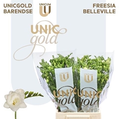 Freesia Double Belleville 70cm 45gr.