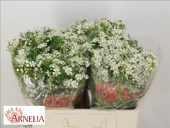 Chamelaucium Ofir 55cm 25gr.