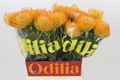 Leucospermum Ayoba Sun 50cm