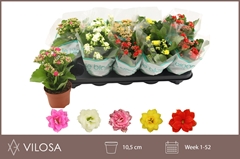 Kalanchoe Double Mix 10Ø 23cm