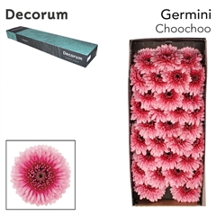 Gerbera Mini Sphere ChooChoo 45cm 7cm Hd