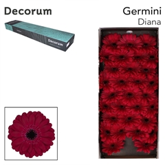 Gerbera Mini Black Center Diana 45cm 7cm Hd