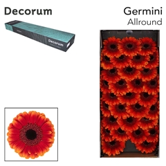 Gerbera Mini Black Center Allround 45cm 7cm Hd