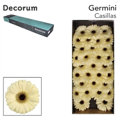 Gerbera Mini Black Center Casillas+ 45cm 7cm Hd