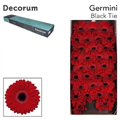 Gerbera Mini Black Center Black Tie 45cm 7cm Hd