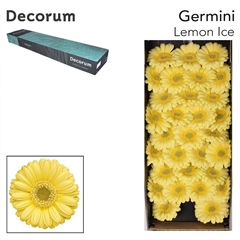Gerbera Mini Green Center Lemon Ice 45cm 7cm Hd