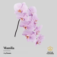Phalaenopsis Manila 55cm 7+