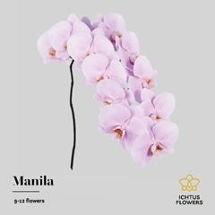 Phalaenopsis Manila 75cm 9+