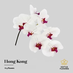Phalaenopsis Red Lips 55cm 7+