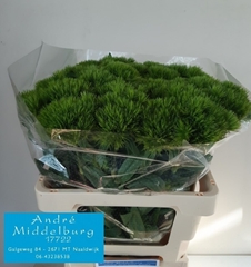 Dianthus Barb Green Wicky 60cm