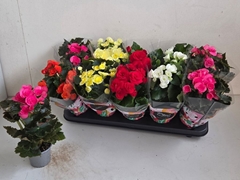 Begonia Double Mix 9Ø 25cm