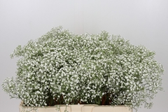 Gypsophila Paniculata Zinzi Tyree 50cm 5gr.