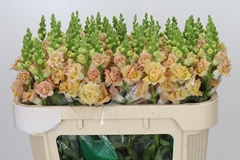 Antirrhinum Holly Double Champagne 70cm