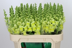 Antirrhinum Cannes Yellow 75cm