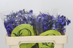 Delphinium Single Volkerfrieden 50cm