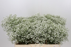 Gypsophila Paniculata Zinzi Tyree 50cm 5gr.