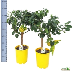 Citrus Digitata 21Ø 85cm