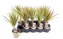Dracaena Bicolor 12Ø 40cm