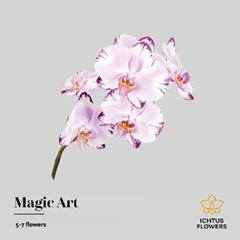 Phalaenopsis Magic Art 35cm 5+