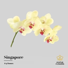 Phalaenopsis Singapore 45cm 7+