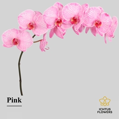 Phalaenopsis Painted Pink 55cm 7+