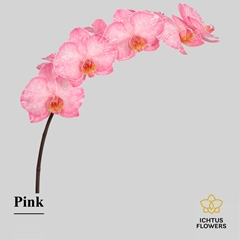 Phalaenopsis Painted Pink 55cm 7+