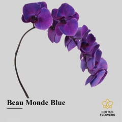 Phalaenopsis Painted Beau Monde Blue 55cm 7+