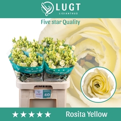 Eustoma Double Rosita Yellow 70cm