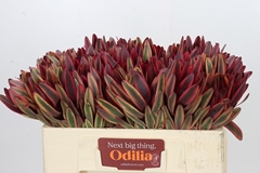 Leucadendron Jester 50cm