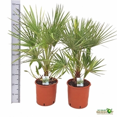 Chamaerops Humilis 24Ø 92cm