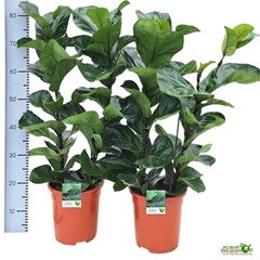 Ficus Lyrata Bambino 21Ø 75cm
