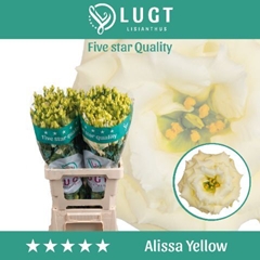 Eustoma Double Alissa Yellow 70cm