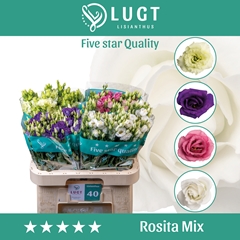 Eustoma Double Mix 70cm