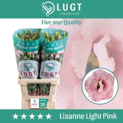 Eustoma Double Lisanne Light Pink 70cm