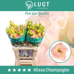 Eustoma Double Alissa Champagne 70cm